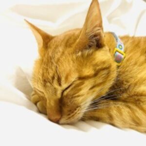 Profile photo of Nhung Duong