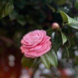 Profile photo of Hoa Sơn Trà