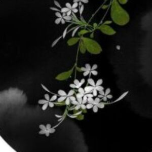 Profile photo of Chouni Lys