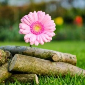 Profile photo of DUNG PHAN