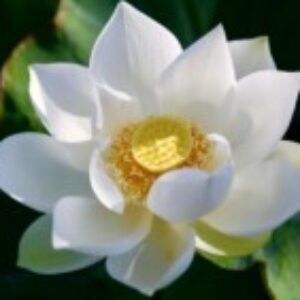 Profile photo of thi Thanh Phuong Nguyen