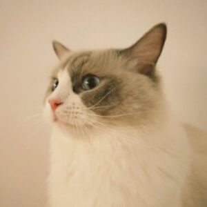 Profile photo of Trang Le