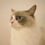 Profile photo of Trang Le